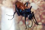 Spider Wasp, (Pepsis cerberus), OEBV02P07_15