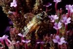 Honey Bee, OEBV02P10_04