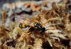 European Paper Wasp (Polistes domiulus), Yellowjacket, OEBV02P10_15