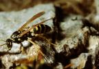 European Paper Wasp, (Polistes domiulus), Yellowjacket, OEBV02P10_16