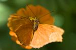 Butterfly, Wings, OECD01_003