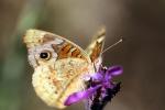 Butterfly, Wings, faux eyes, Biomimicry, OECD01_074