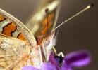 Butterfly, Wings, OECD01_075