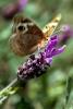 Butterfly, Wings, OECD01_076