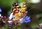 Butterfly, Wings, Flower, OECD01_087