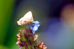 Butterfly, Wings, Flower, OECD01_094