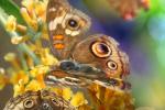 Butterfly, Wings, Flower, OECD01_105