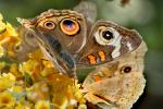 Butterfly, Wings, Flower, faux eyes, OECD01_108