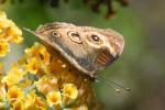 Butterfly, Wings, Flower, faux eyes, OECD01_110