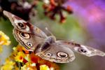 Butterfly, Wings, Flower, faux eyes, OECD01_111