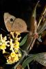 Butterfly, Wings, Flower, OECD01_121