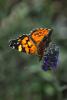 Butterfly, Wings, OECD01_135