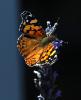 Butterfly, Wings, OECD01_147