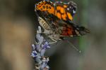 Butterfly, Wings, OECD01_151