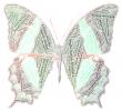 Butterfly in Many Languages, Word Mosaic, Graphic, translations, Wings, Abstract, OECD01_180