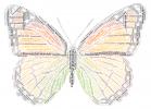 Butterfly in Many Languages, Word Mosaic, Graphic, translations, Wings, Abstract, OECD01_183