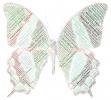 Butterfly in Many Languages, Word Mosaic, Graphic, translations, Wings, Abstract, OECD01_184