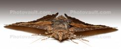 Zale lunata Moth, Wood Bark Texture, Sonoma County California, OECD01_191
