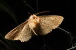 Moth Caught in a Spider Web, Zale lunata Moth, Wood Bark Texture, Sonoma County California, OECD01_194