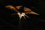 Zale lunata Moth, Wood Bark Texture, Sonoma County California, OECD01_195