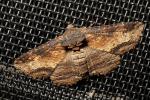 Zale lunata Moth, Wood Bark Texture, Sonoma County California, OECD01_196