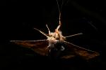 Moth, Zale lunata Moth, Wood Bark Texture, Sonoma County California, OECD01_197