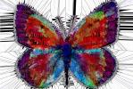 Crystalized Colors of a Butterfly with Spiky Protrusions, OECD01_198