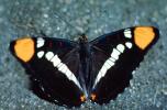 Butterfly, OECV01P02_06