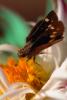 Butterfly Skipper, OECV01P05_18.0890