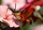 Sphynx Moth, Gypsy Moth, OECV01P06_15B