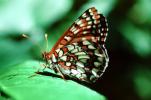 Butterfly, wings, OECV01P08_17