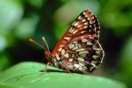 Butterfly, OECV01P08_18.0890