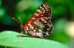 Butterfly, Wings, OECV01P08_19.3333