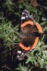 Butterfly, Joshua Tree National Monument, OECV01P12_12.0890