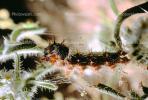 Caterpillar, Buried deep into the dry land, Joshua Tree National Monument, OECV01P12_16.3333