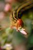 Caterpillar Munching, Joshua Tree National Monument, OECV01P14_05.0890