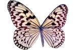 Butterflies, Wings, Butterfly, photo-object, object, cut-out, cutout, OECV02P01_08F