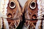 Butterflies, Wings, Butterfly, eyes, camouflage, Biomimicry, OECV02P01_19