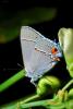 Butterfly, OECV02P04_17.0891