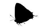 Butterfly silhouette, Wings, Butterflies, logo, shape, OECV02P05_04M