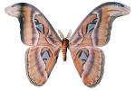 Butterflies, Wings, Butterfly, photo-object, object, cut-out, cutout, OECV02P06_03F