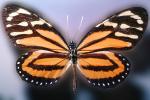 Butterflies, Wings, Butterfly, OECV02P06_04