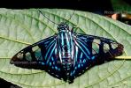 Butterfly, OECV02P06_12B.3333