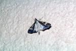 Moth, OECV02P07_10