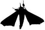 Moth silhouette, Wings, logo, shape, OECV02P08_04M