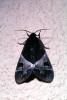 Moth, OECV02P08_09