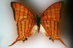Butterfly, Wings, OECV02P09_11