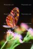 Butterfly, OECV02P12_05.3333