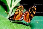 Butterfly, OECV02P12_11.3333