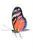 Butterfly, photo-object, object, cut-out, cutout, OECV02P14_03F